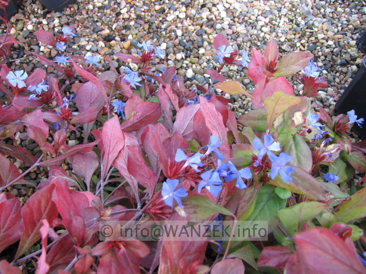 Ceratostigma plumbaginoides - Herbst.JPG